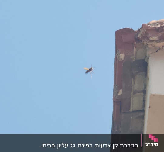 צרעה עפה ליד גג בית